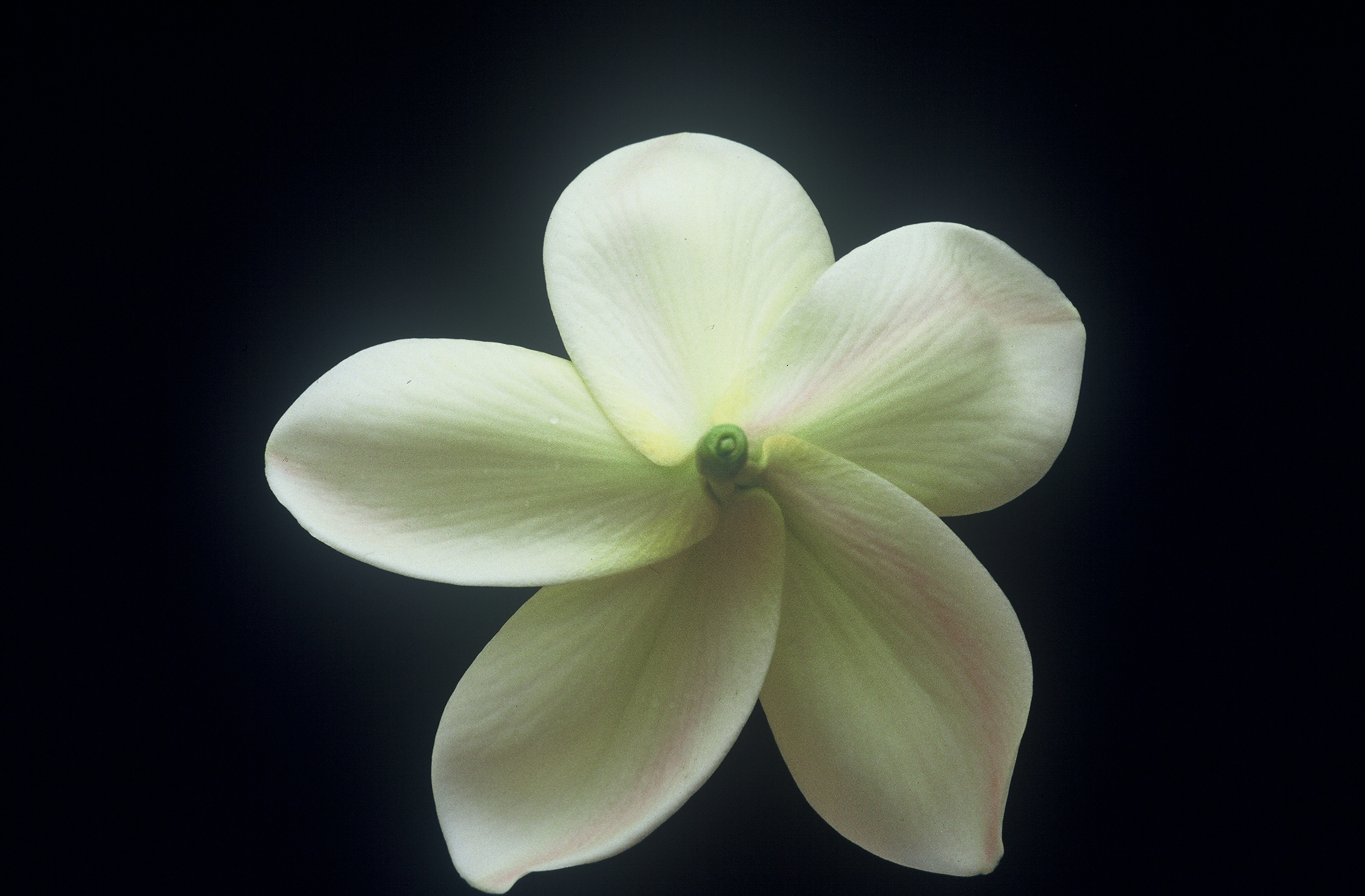 Celadine plumeria photo