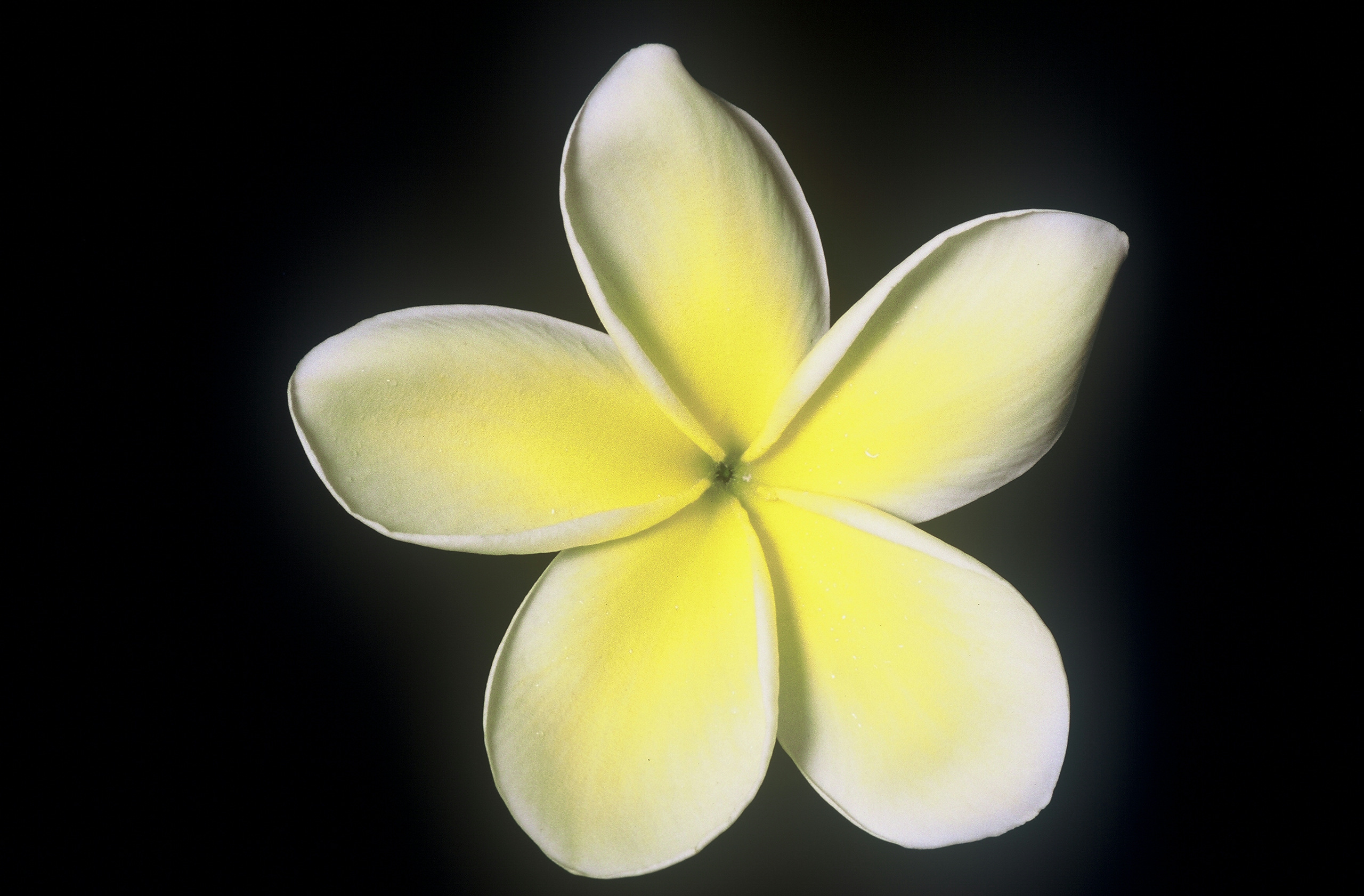Celadine
