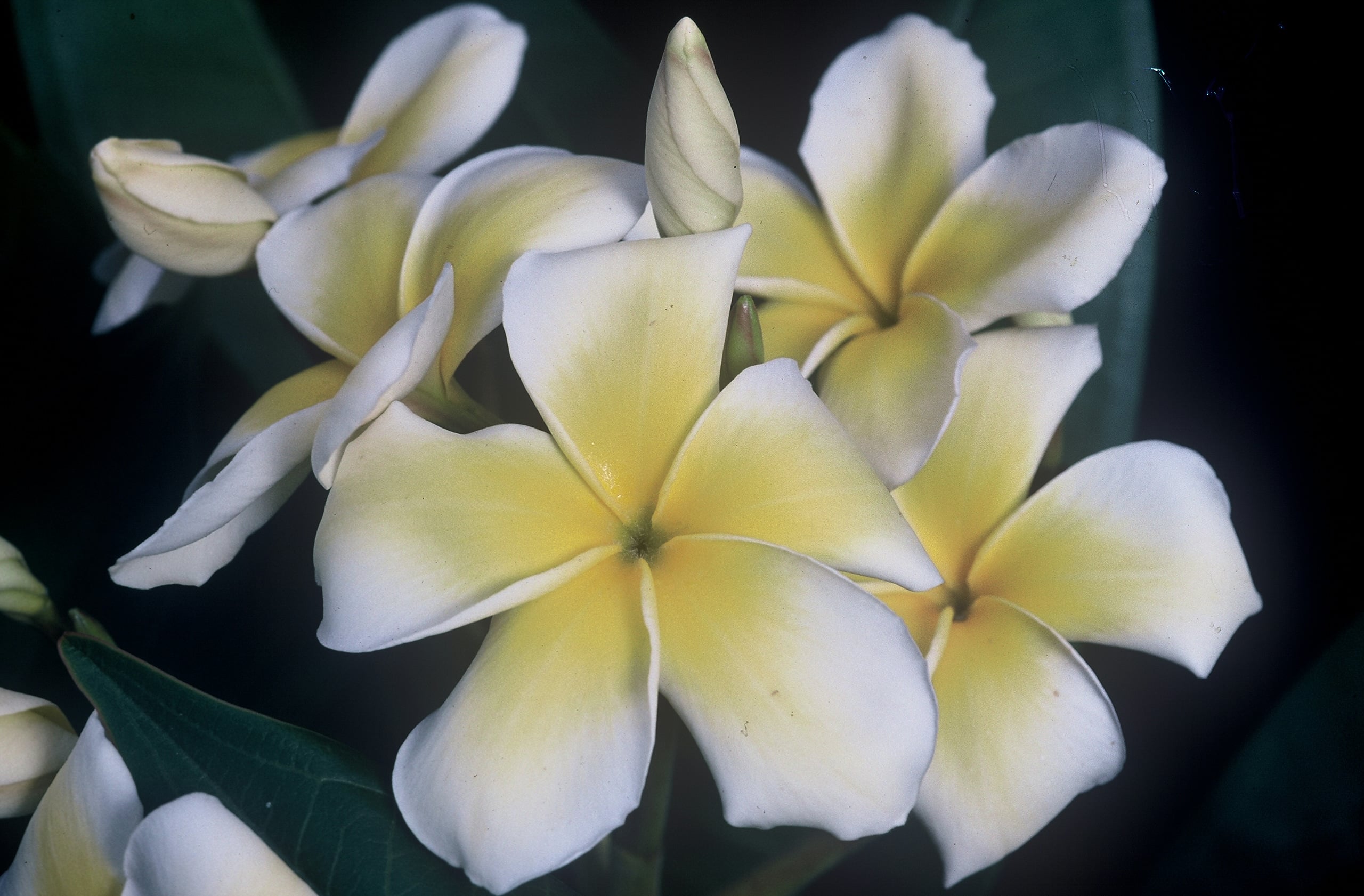 Celadine