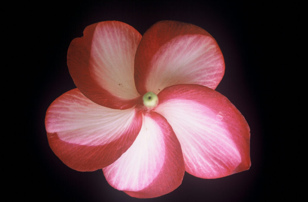 Moragne Seedling Red plumeria photo