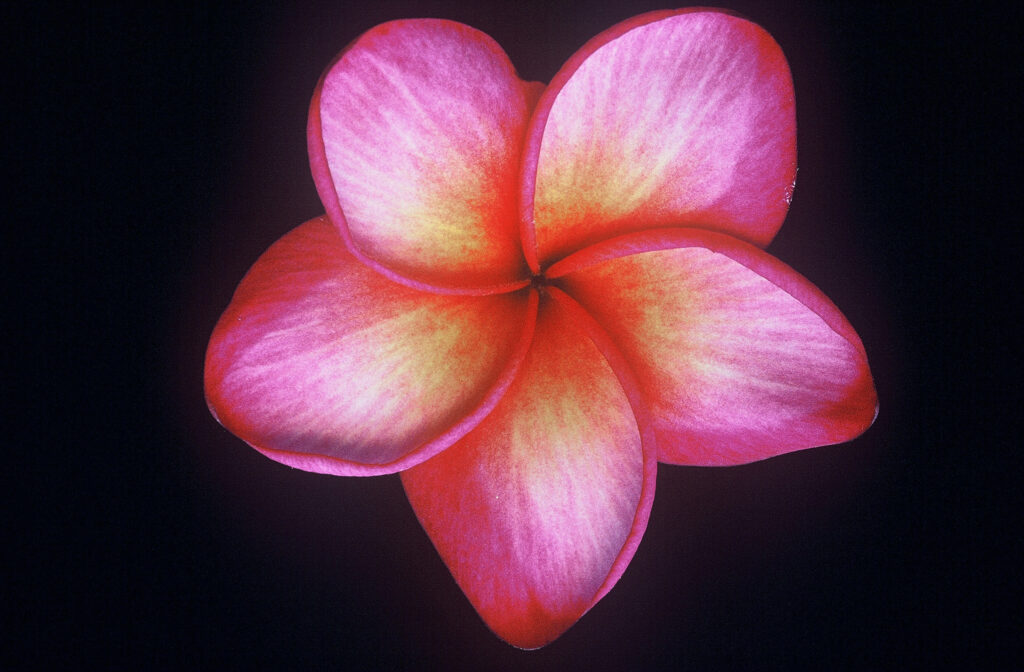 Moragne Seedling Red plumeria photo