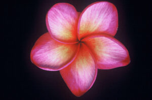 Moragne Seedling Red
