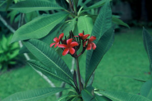 Kaua&rsquo;i Beauty plumeria