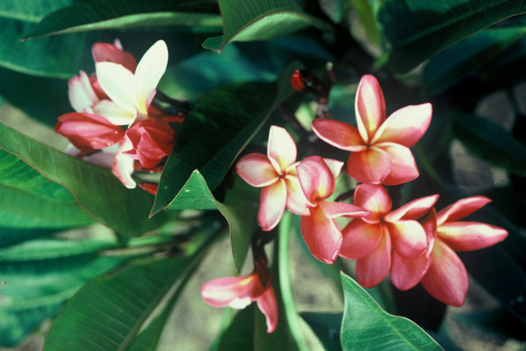 Duke plumeria photo