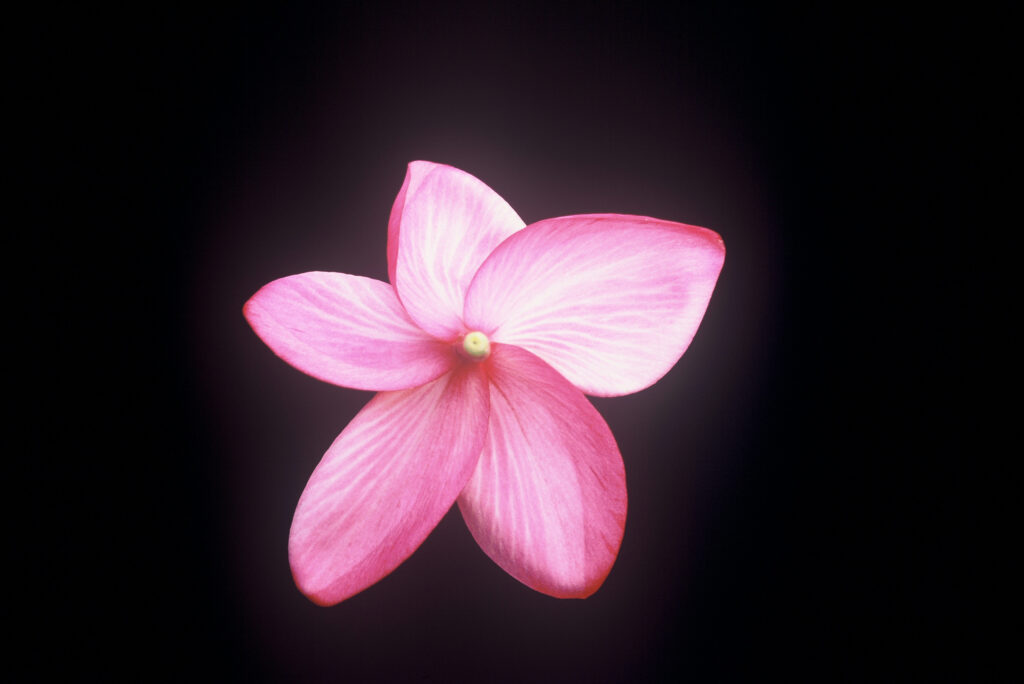 Red Moragne plumeria photo