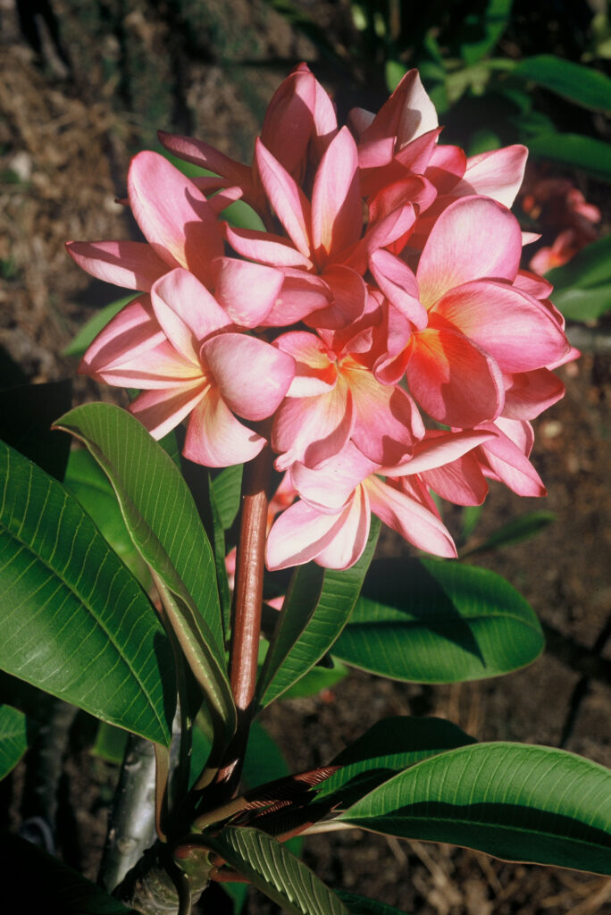 Red Moragne plumeria photo