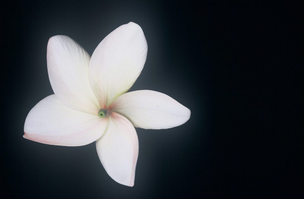 Moragne 27 plumeria photo