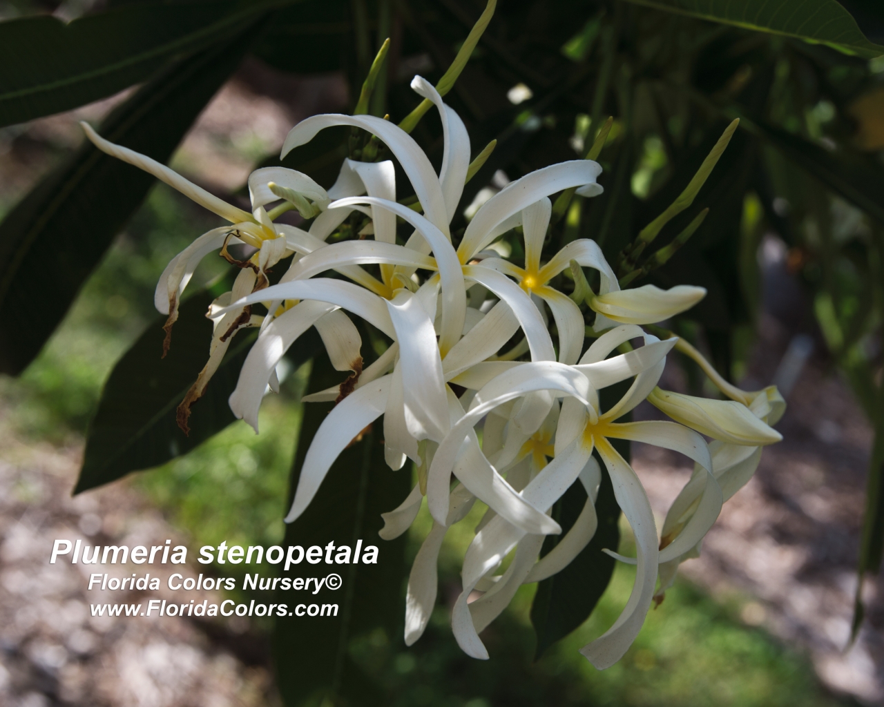 P. Stenopetala plumeria photo