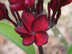 Envy plumeria