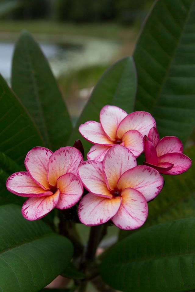 Fire & Ice plumeria photo