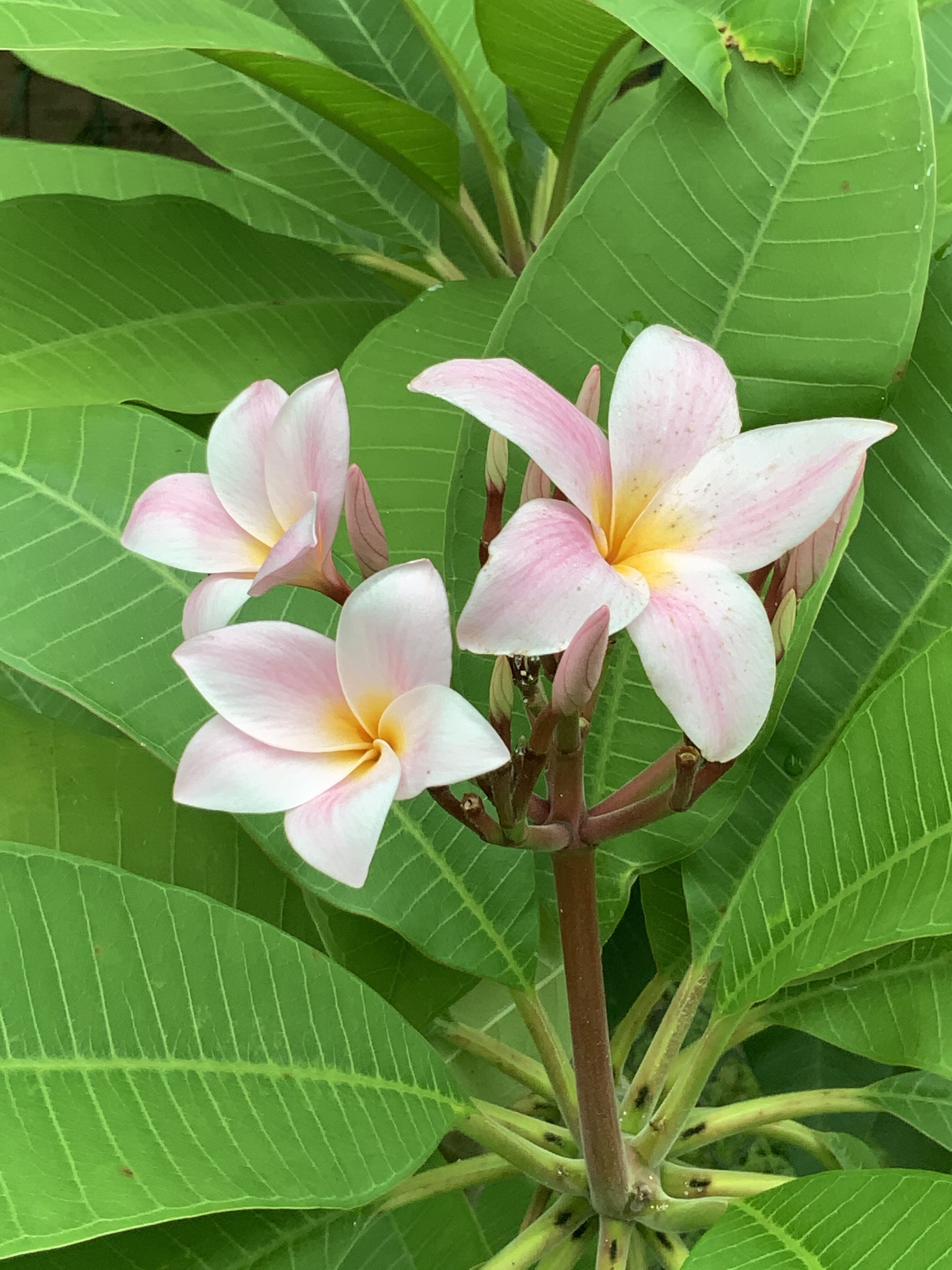 Symphony plumeria photo