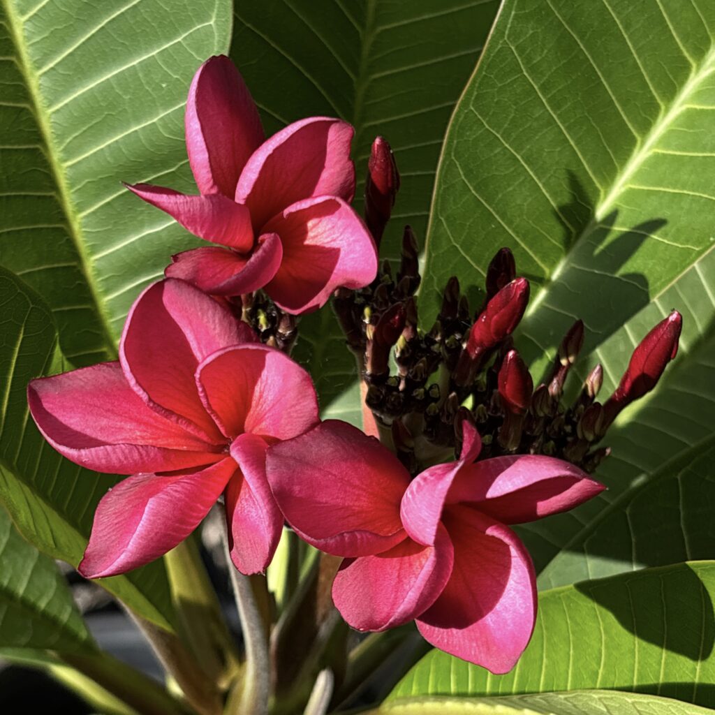 Coco plumeria photo