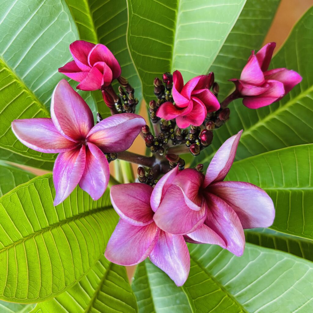Coco plumeria photo