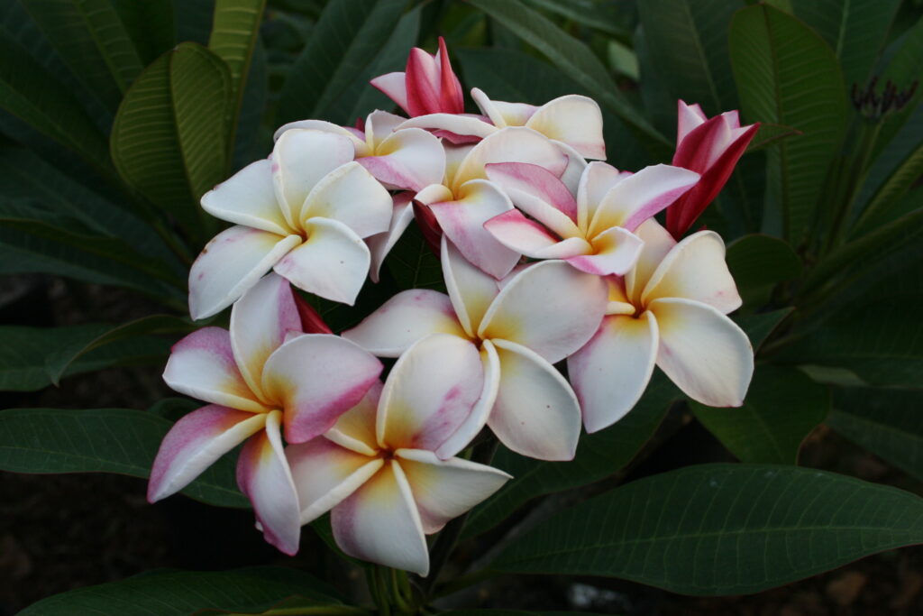 Summer Spice plumeria photo