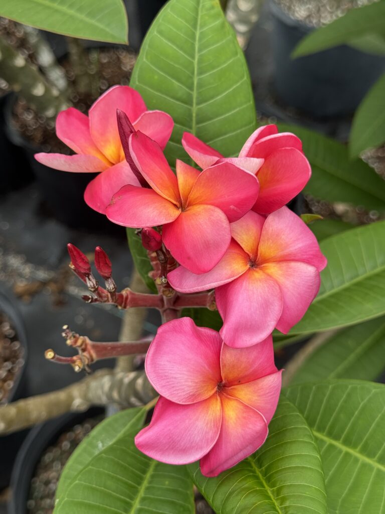 Marengo plumeria photo