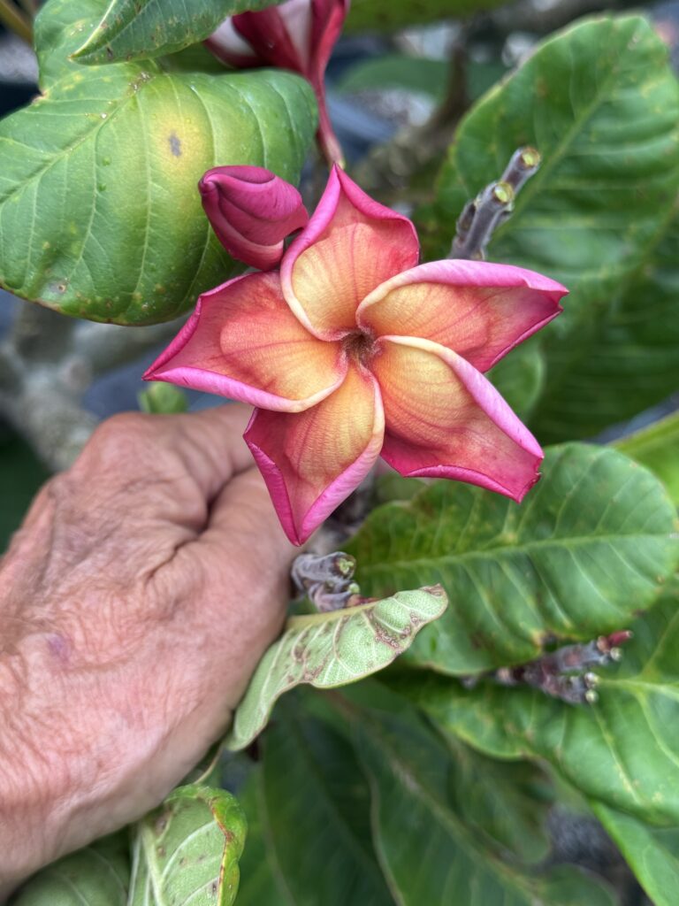 Aladdin plumeria photo
