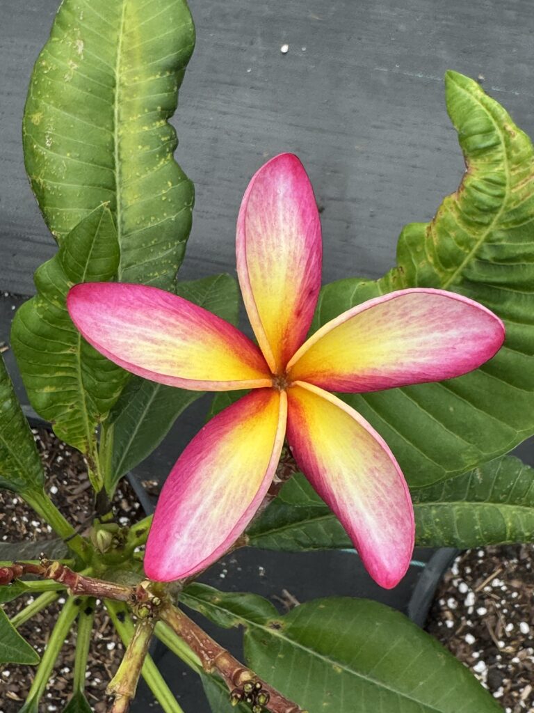 Naples Sixteen plumeria photo