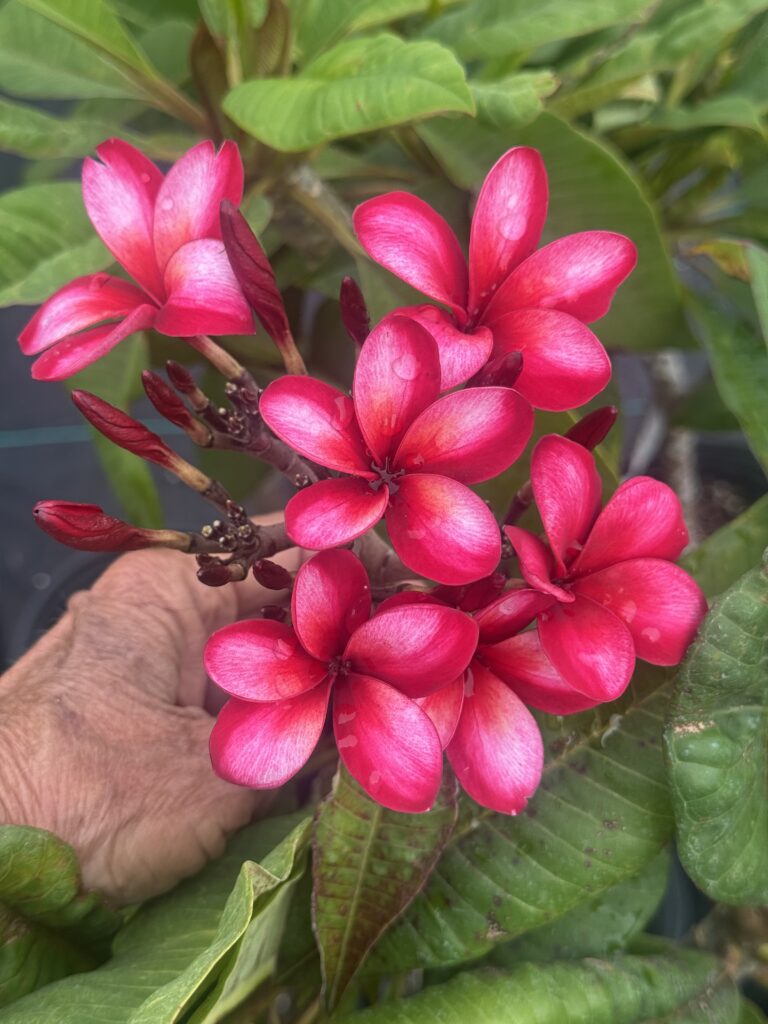 King Arthur plumeria photo