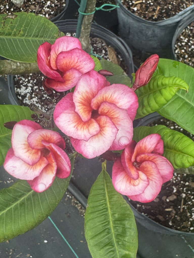 Ramblin Rose plumeria photo