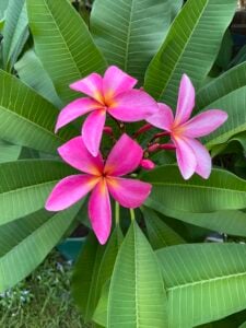 Thornton Lavender plumeria