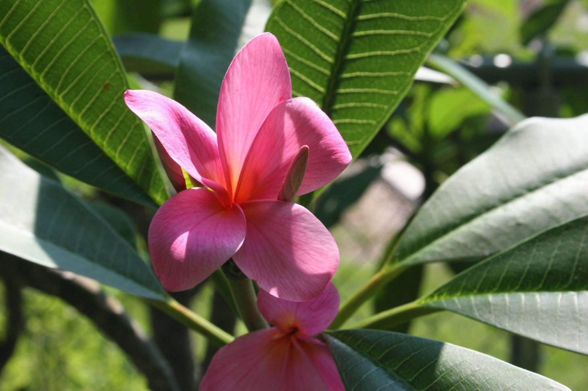 Firecracker plumeria photo