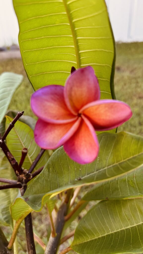 Kimo plumeria photo