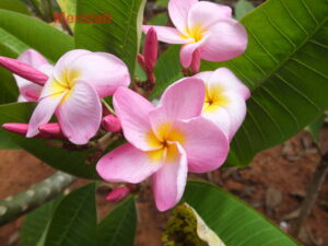 Meridah plumeria