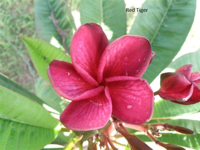 Red Tiger plumeria photo