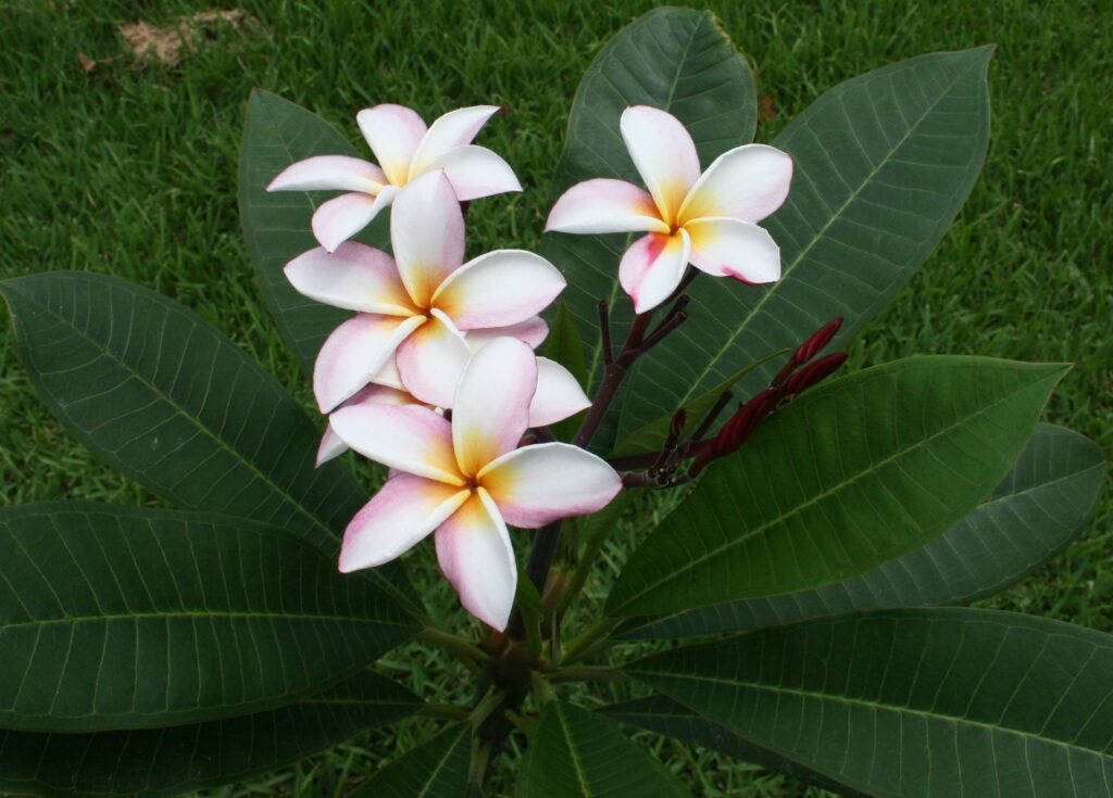 Summer Spice plumeria photo