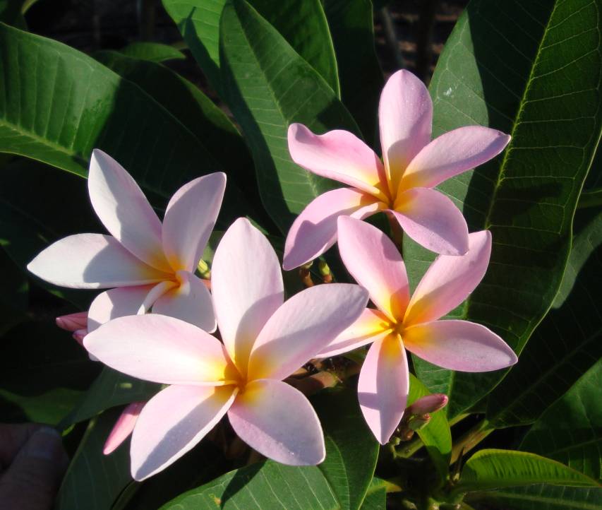 Texas Star plumeria photo