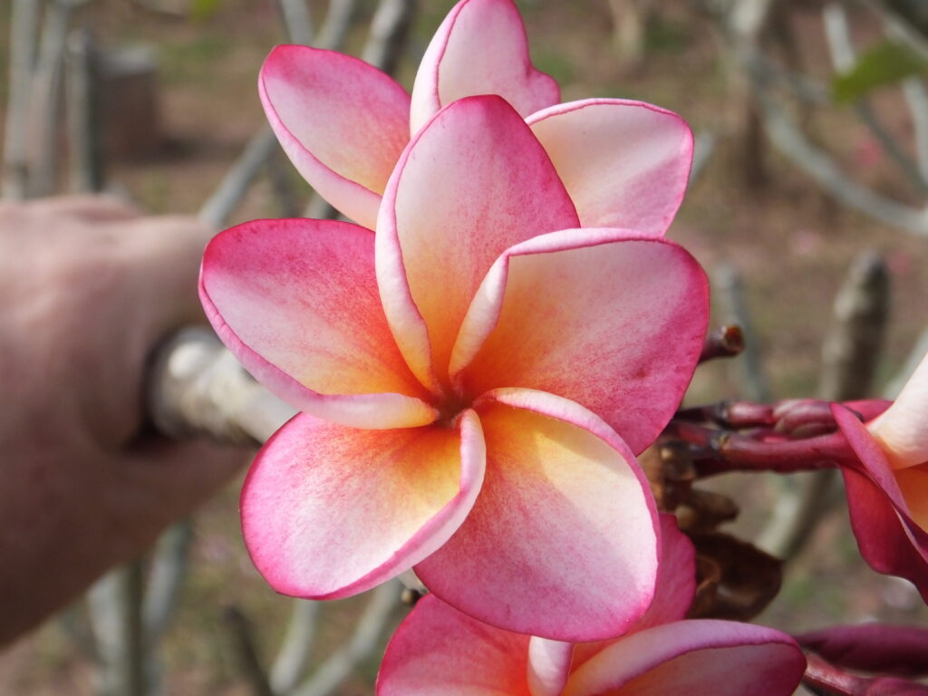 Adorable plumeria photo