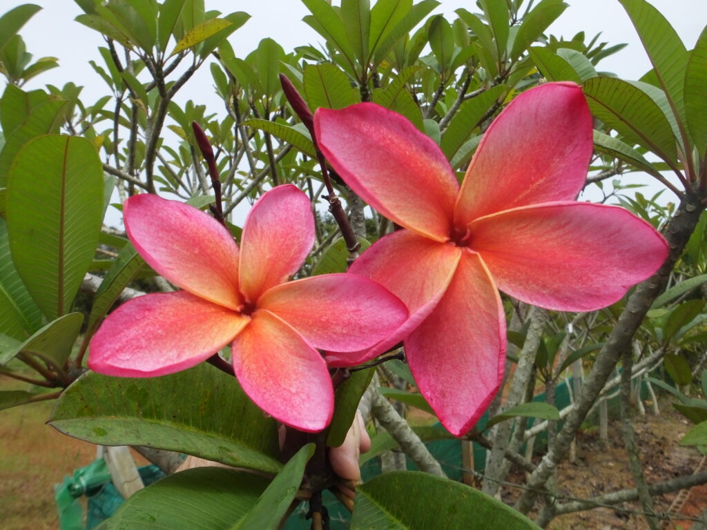 Angarak Gold plumeria photo