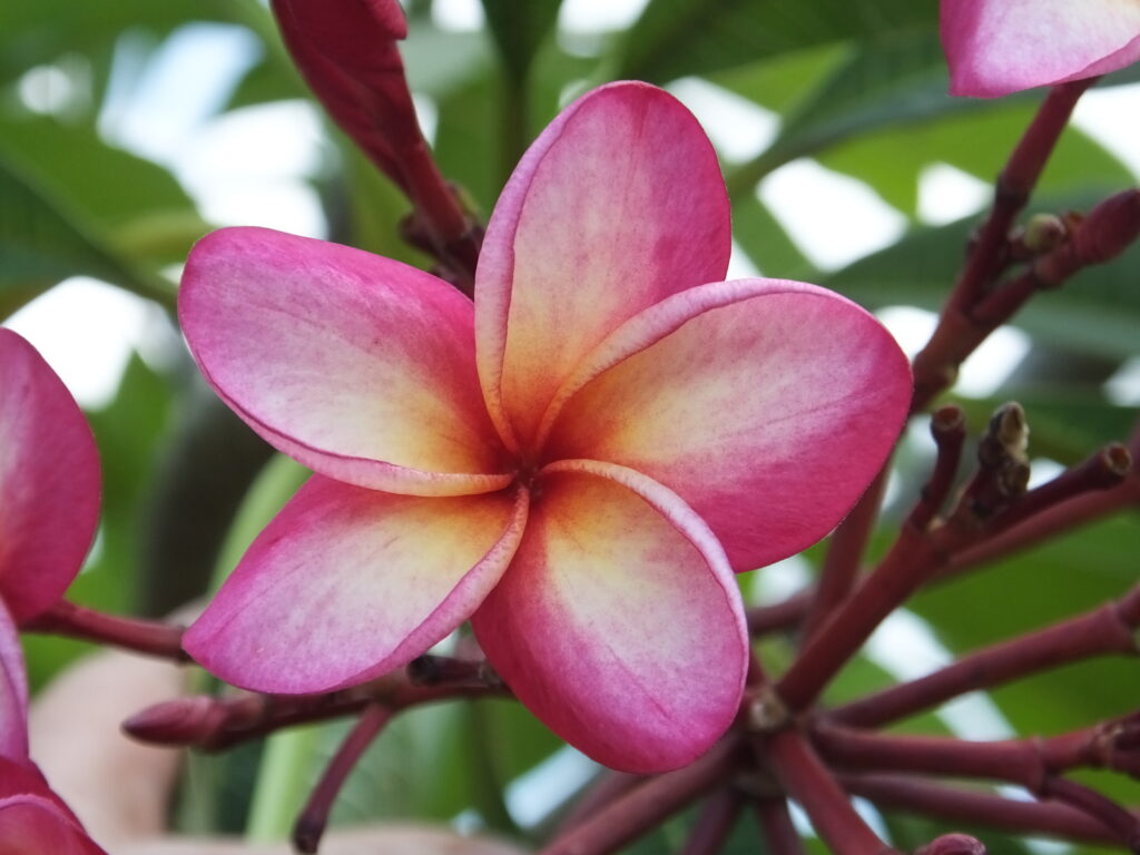 Annabelle plumeria photo