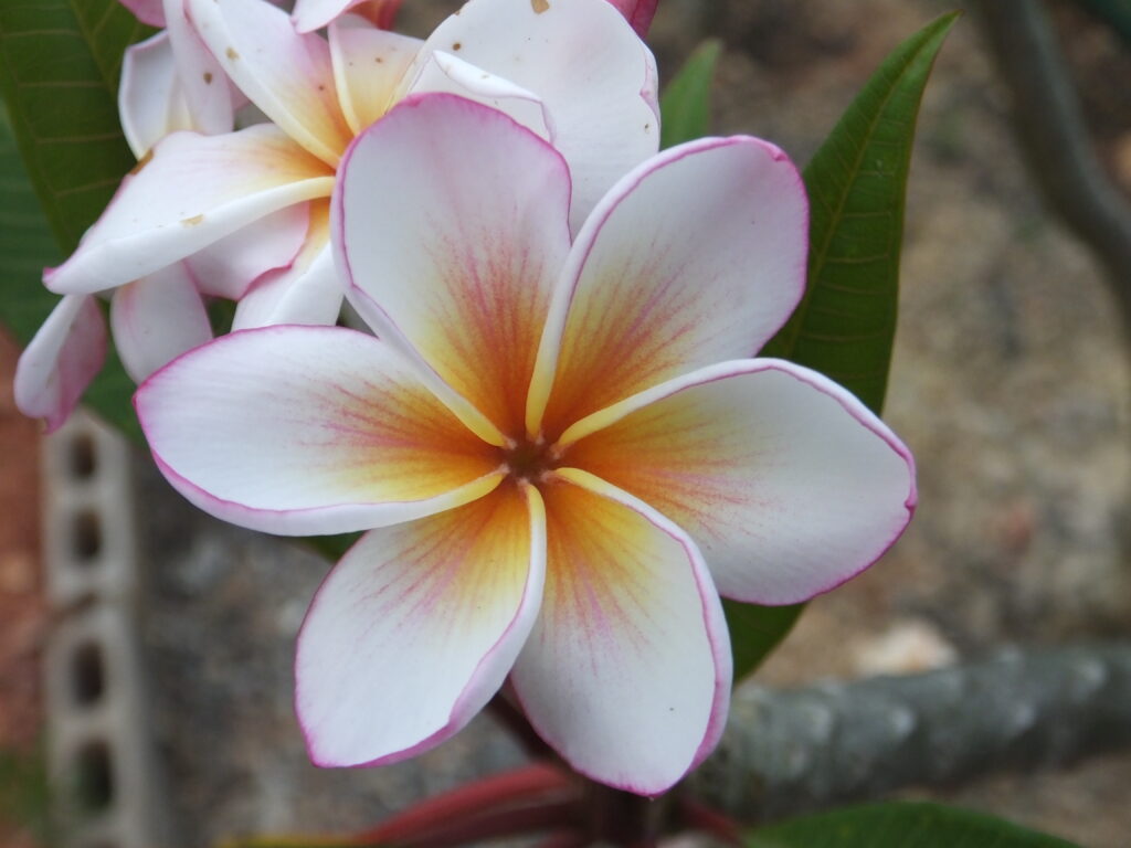 Arctic Blast plumeria photo