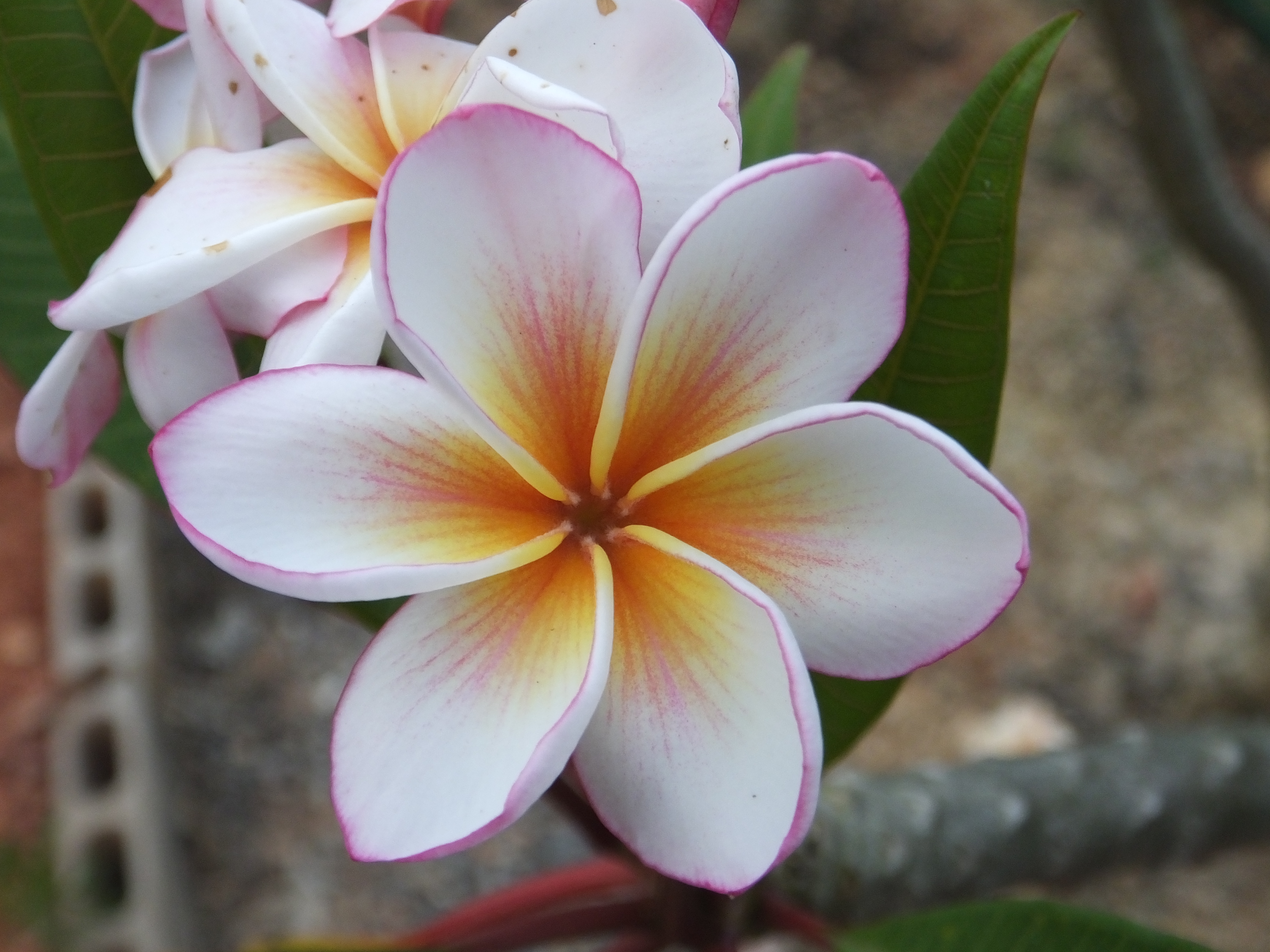 Arctic Blast plumeria photo
