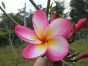 Ashanti plumeria