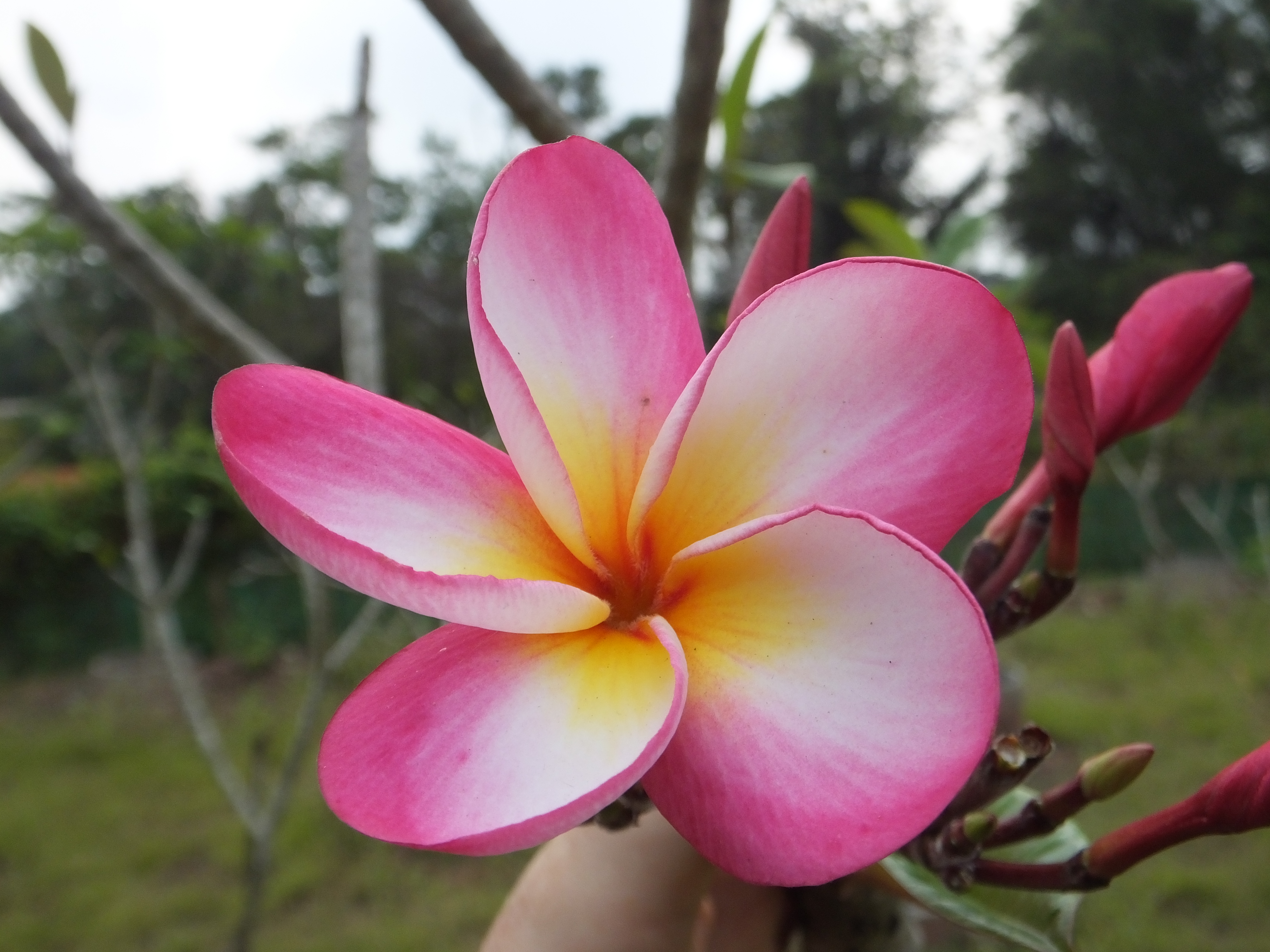 Ashanti plumeria photo