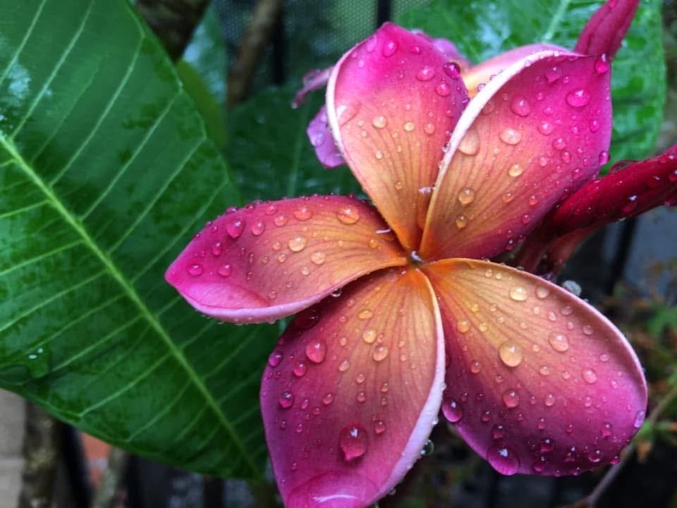 George Brown plumeria photo