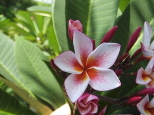 Bec M plumeria