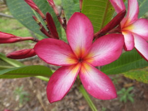 Betelguese plumeria