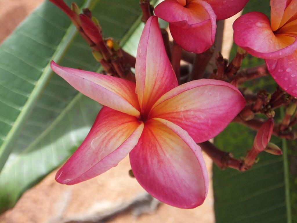 Big G plumeria photo