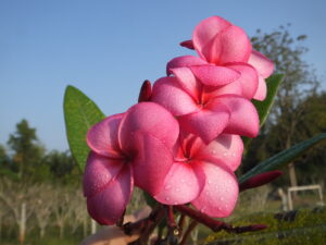 Bobs Fancy plumeria