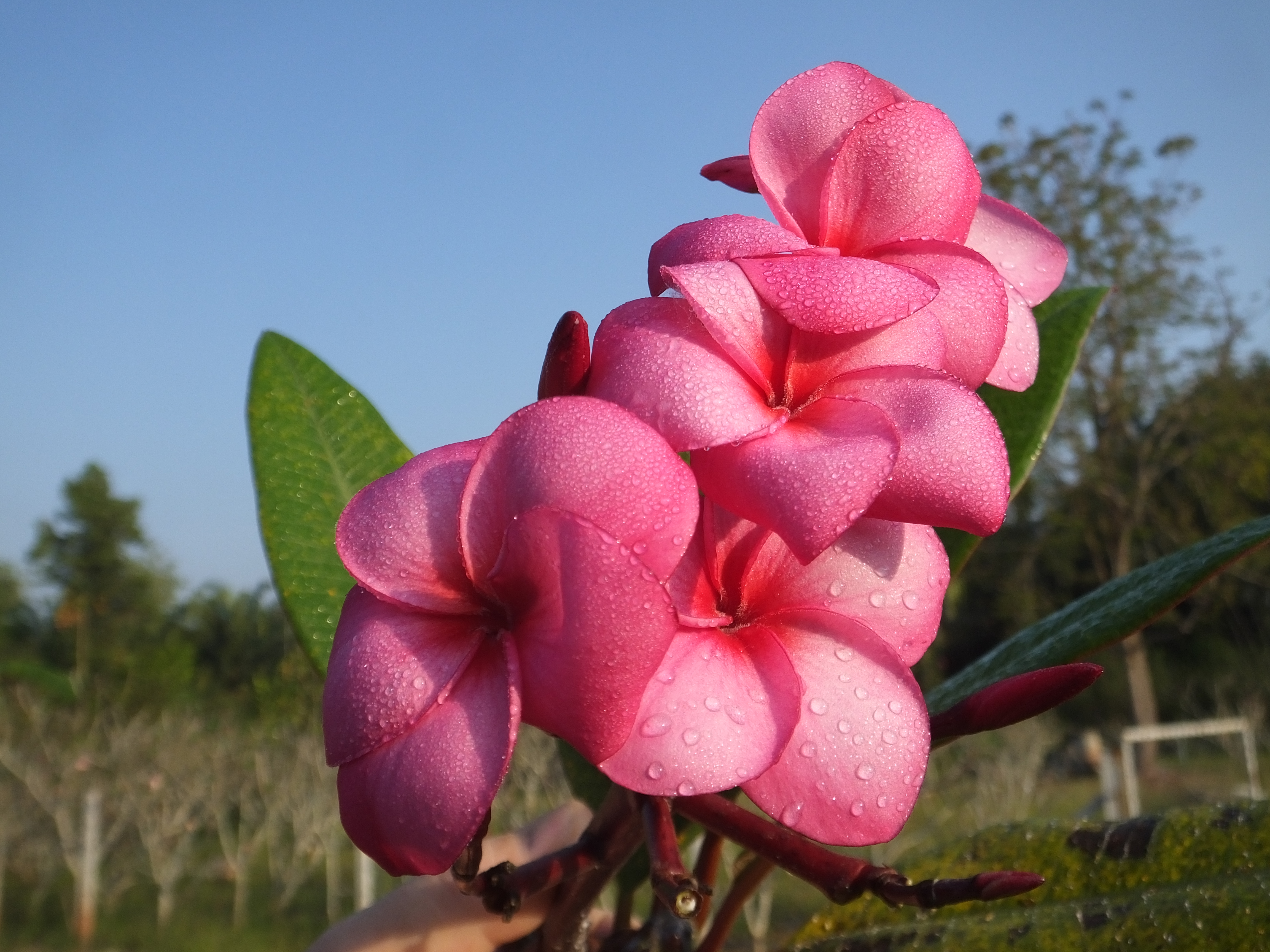 Bobs Fancy plumeria photo