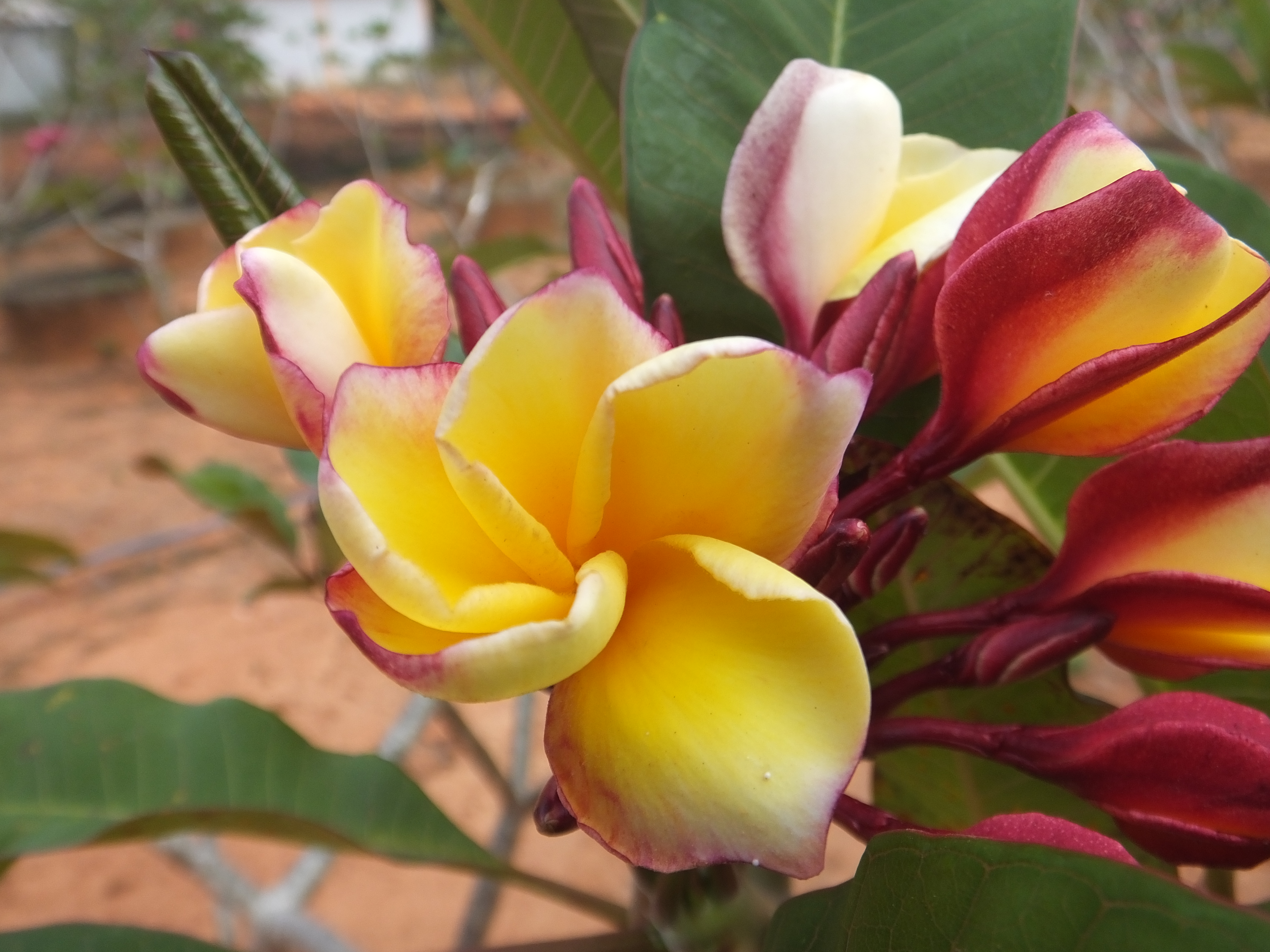 Bright Eyes plumeria photo