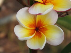 Buddha plumeria
