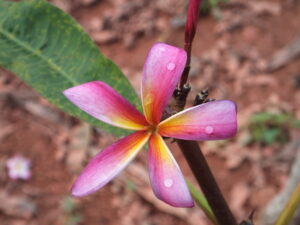 Cardinal Star plumeria