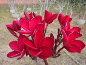 Celestial Red plumeria