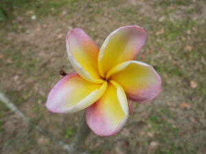 Chuffed plumeria