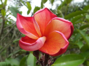 Cinders plumeria