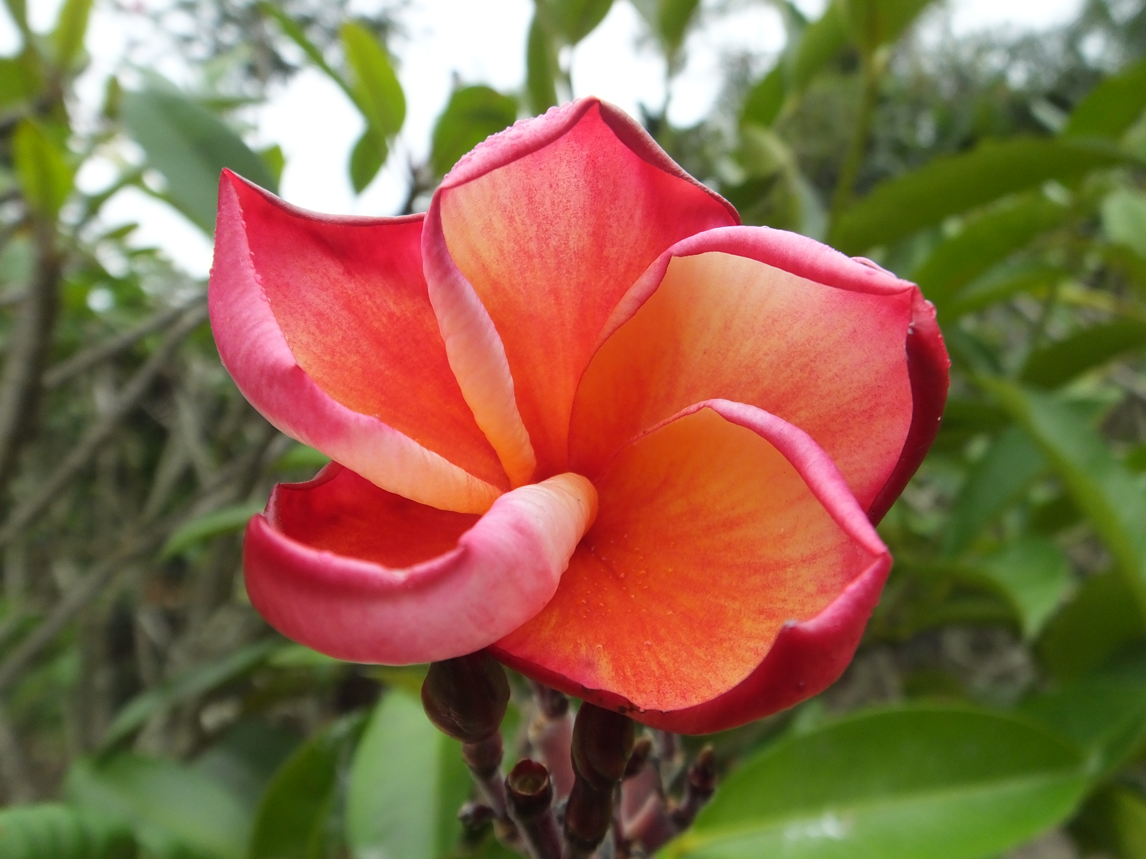 Cinders plumeria photo